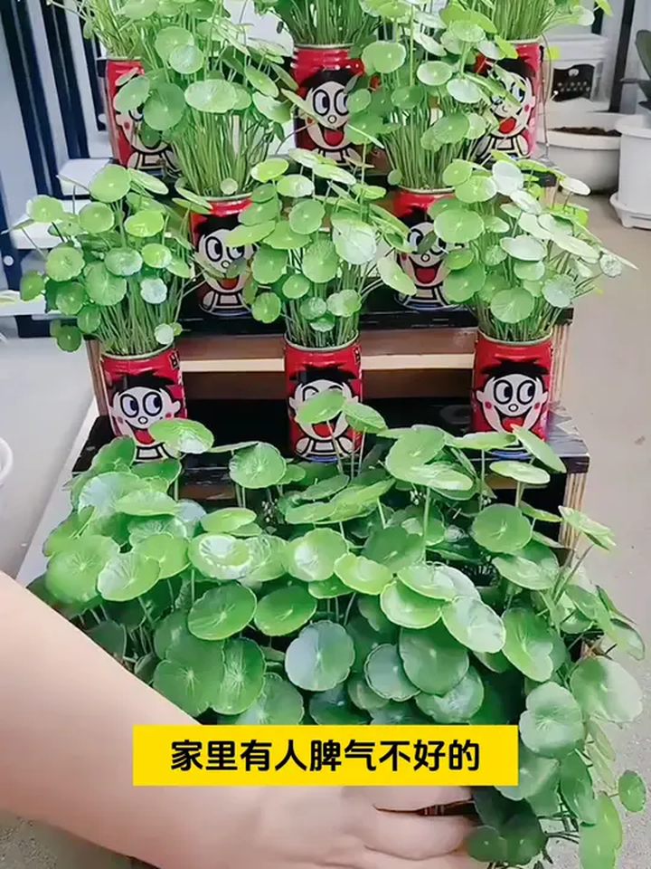 大叶水养种籽水培植物花卉盆栽室内常绿