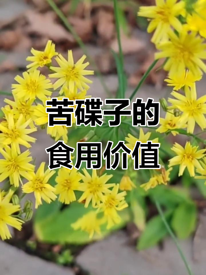苦碟子:药食同源的野菜,嫩苗清炒凉拌皆可