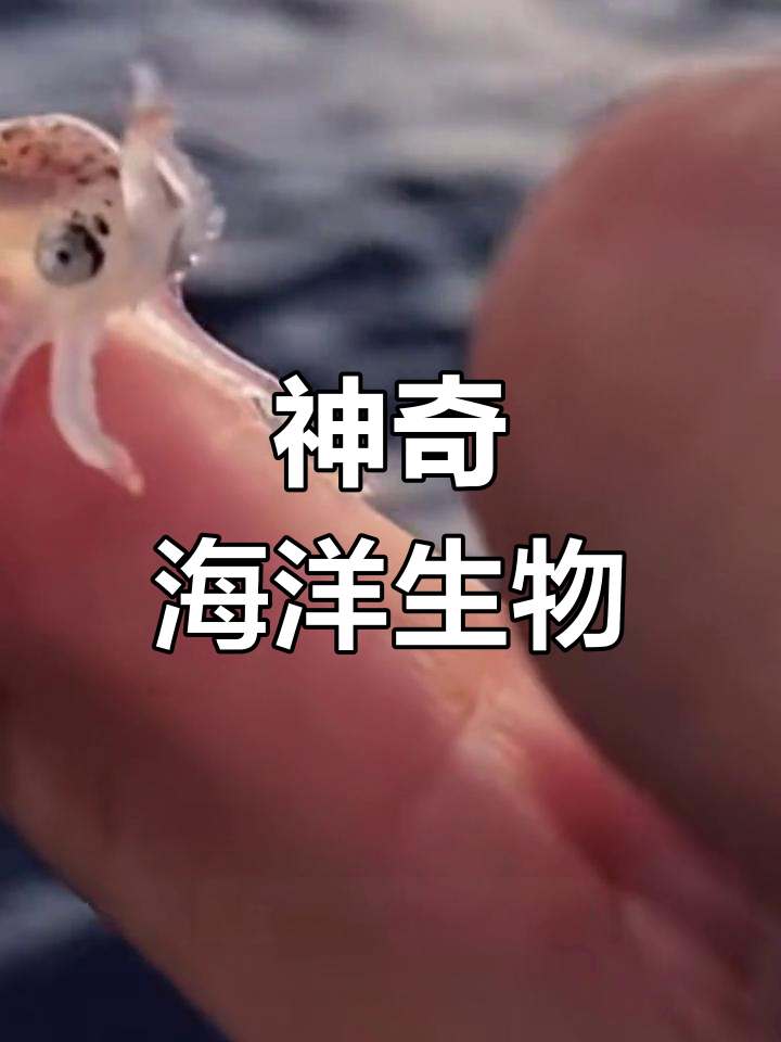 海底奇观:会飞的鱼与像盾山的蟹