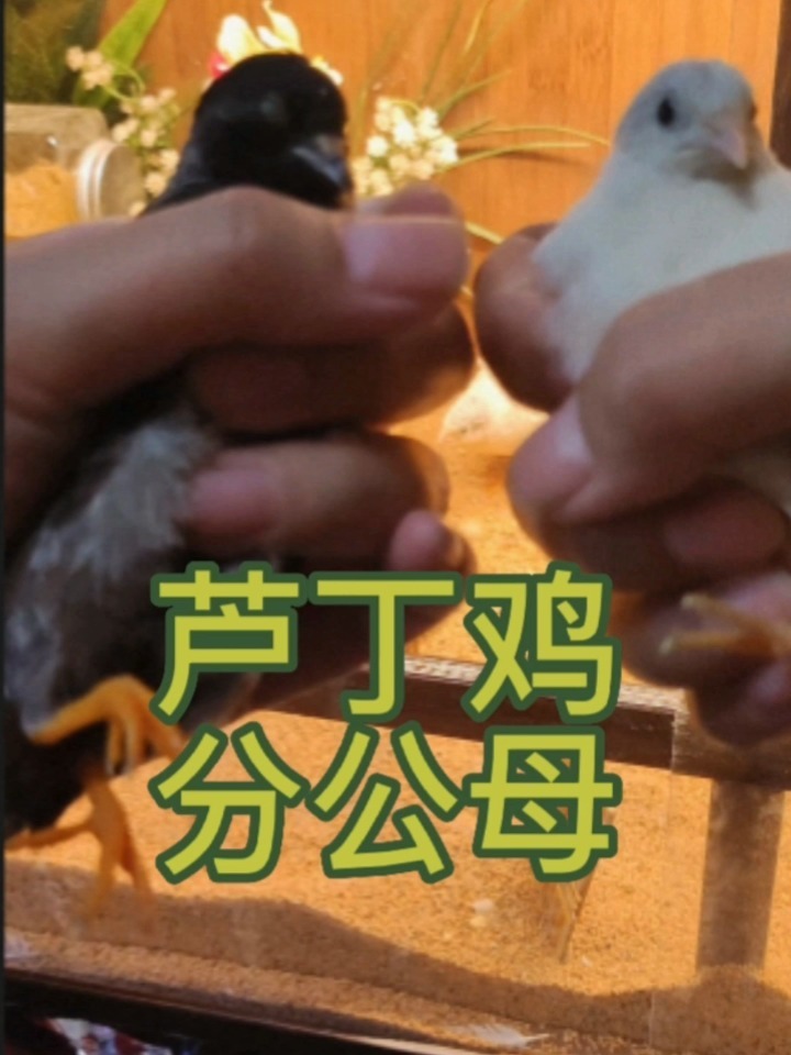 芦丁鸡分公母
