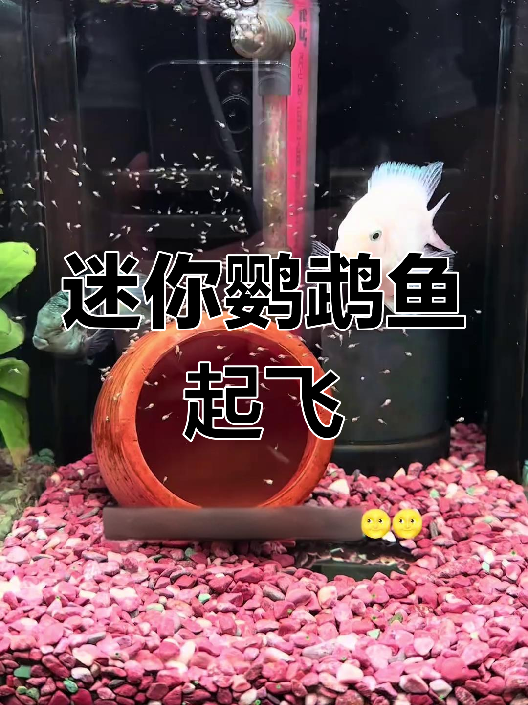 迷你鹦鹉鱼卵七天孵化成功