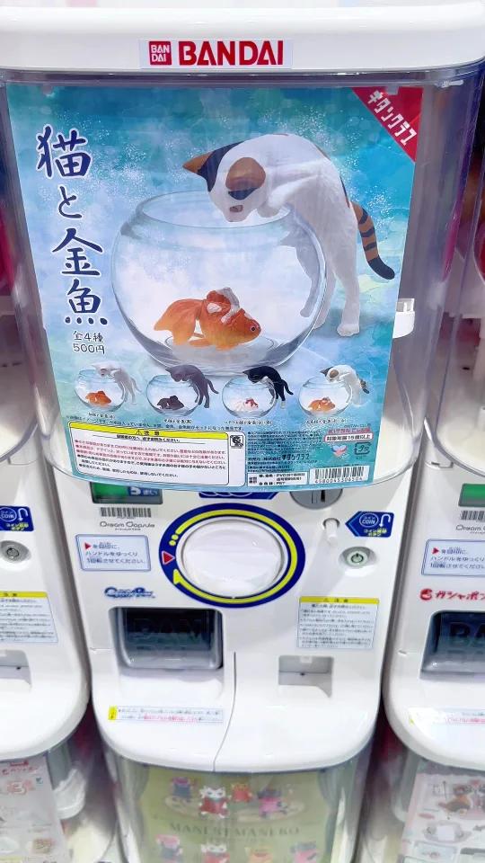 猫猫和小金鱼也太治愈了吧