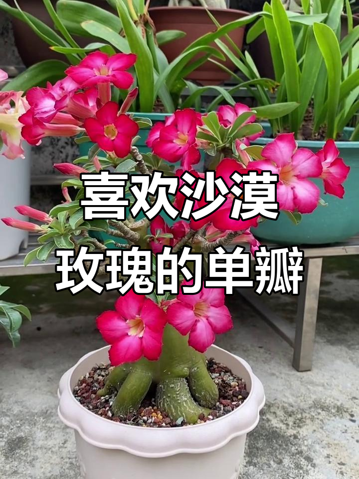 沙漠玫瑰的魅力:从原生到单瓣,花期长达200天