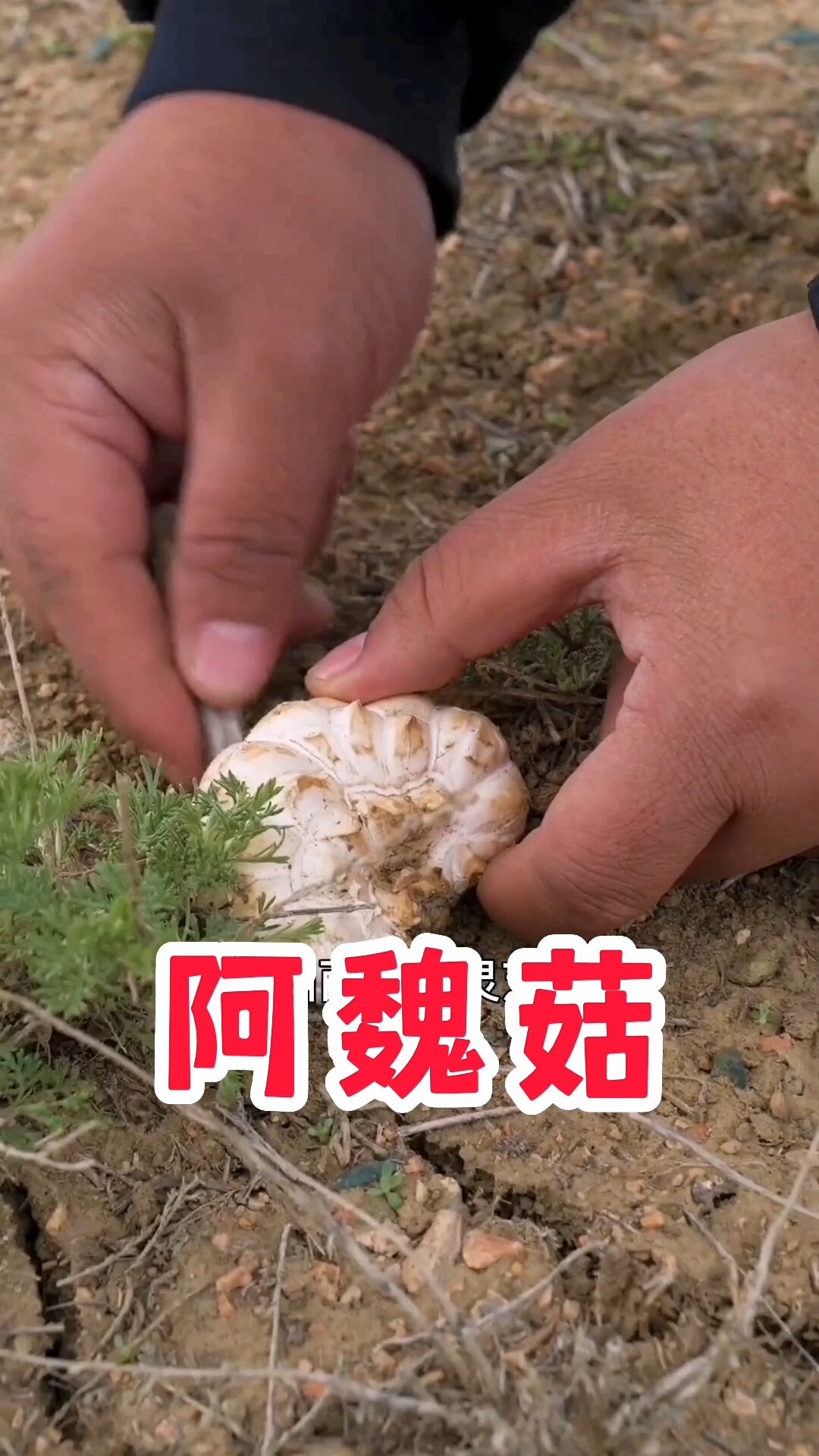 新疆的阿魏菇,和“白灵菇”、杏鲍菇有什么