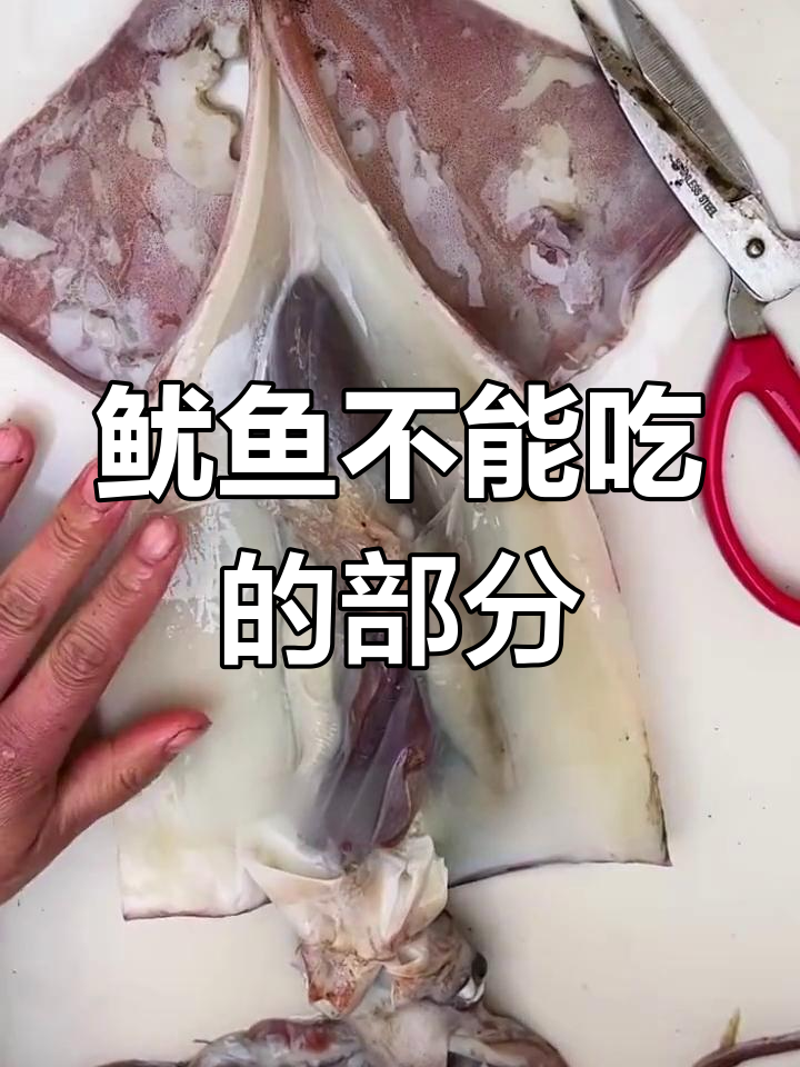大鱿鱼清理全攻略,哪些部位不能吃?