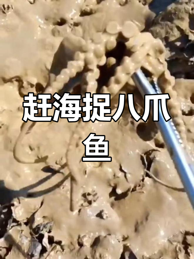 赶海抓八爪鱼,运气爆棚!短小精悍的八爪鱼最适合做爆头
