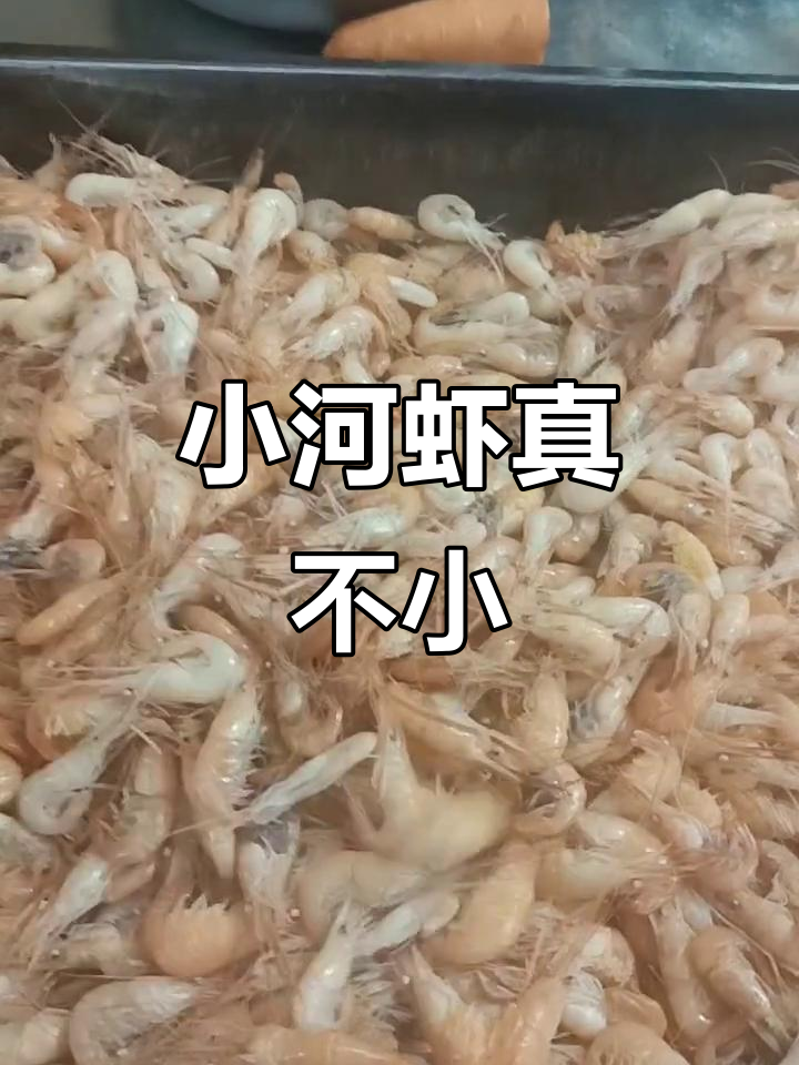 野生小河虾大揭秘,个头惊人!