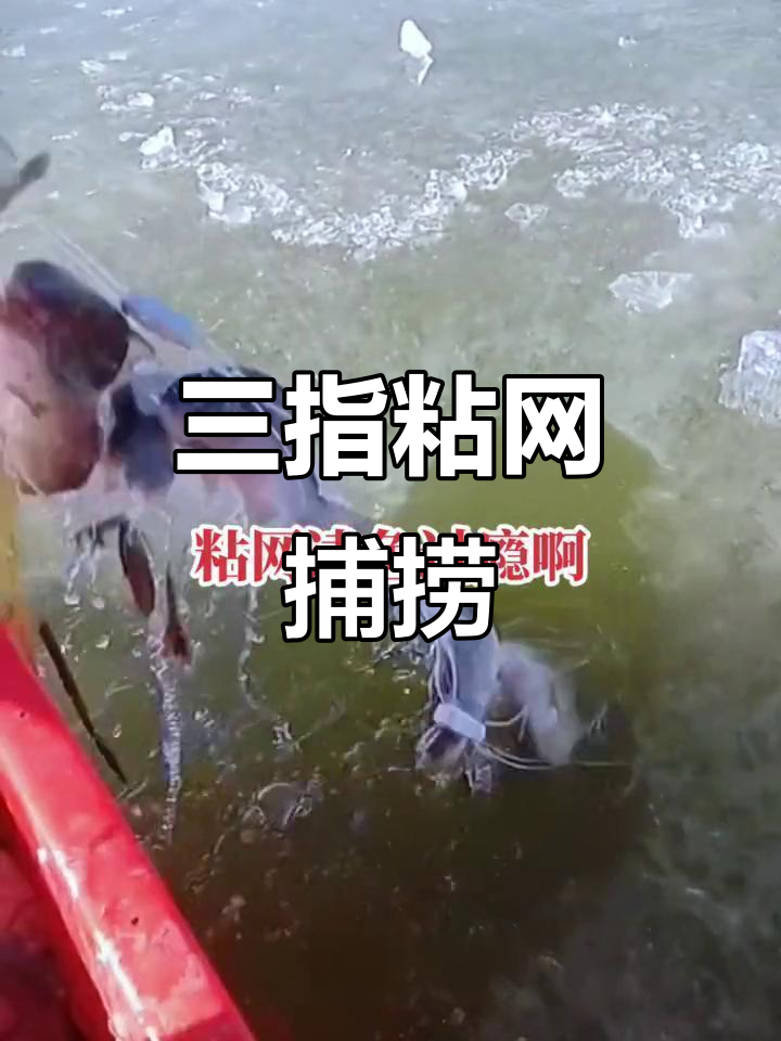三指粘网捕鱼技巧,轻松捕捉大鱼