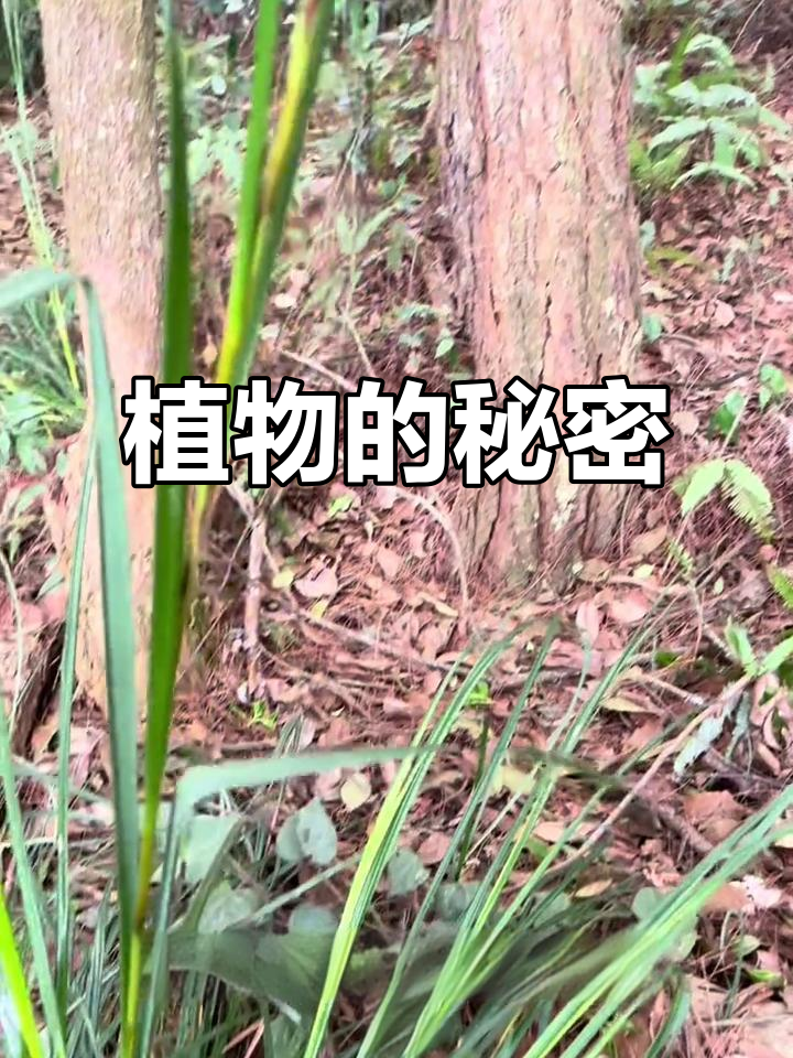 你知道这种植物有多锋利吗?中草药小知识揭秘