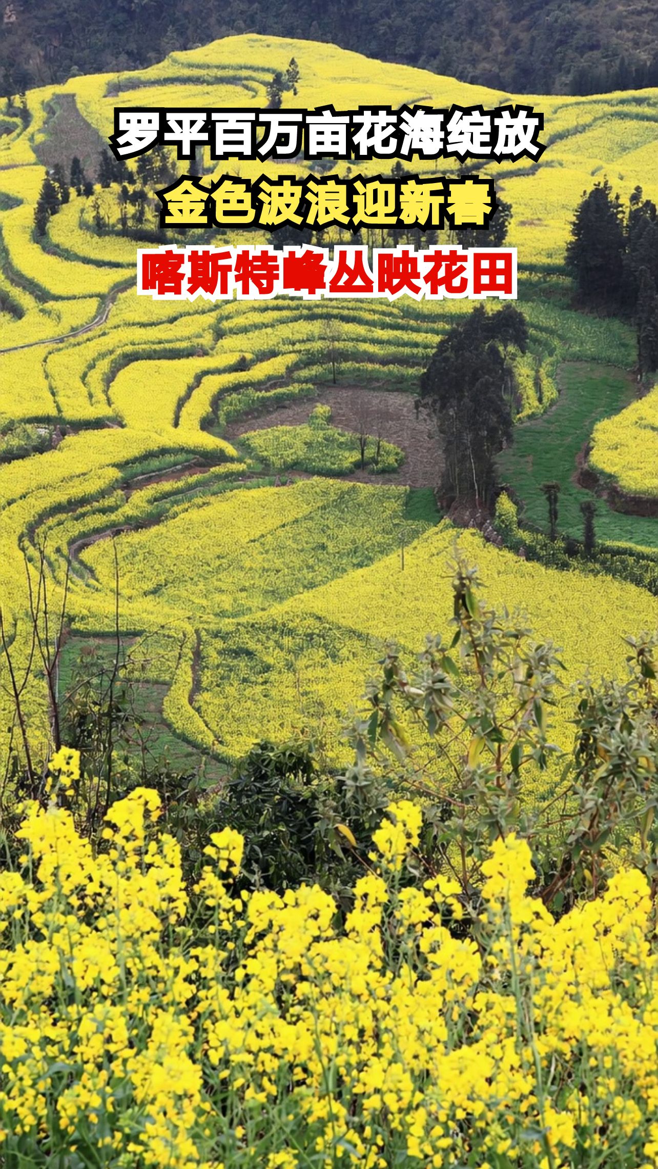 云南罗平百万亩油菜花盛开,金色花海与喀斯特峰林相映成辉,你见过如此震撼的早春美景吗?