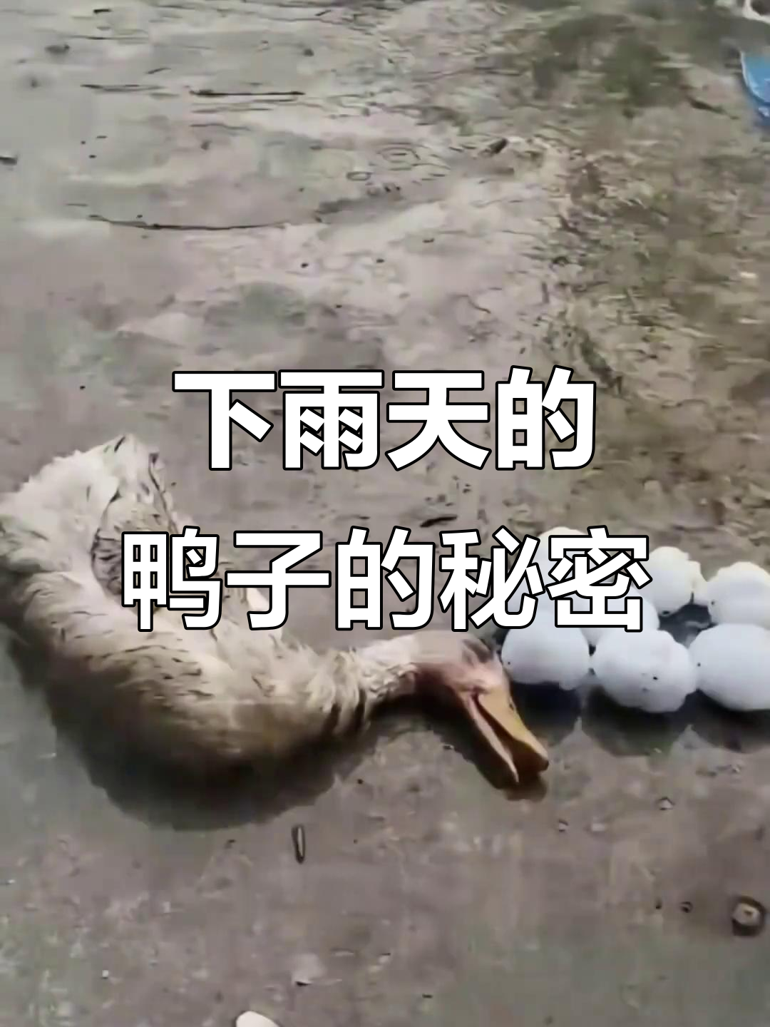 为什么下雨天鸭子一动不动?揭秘它们的聪明应对方式