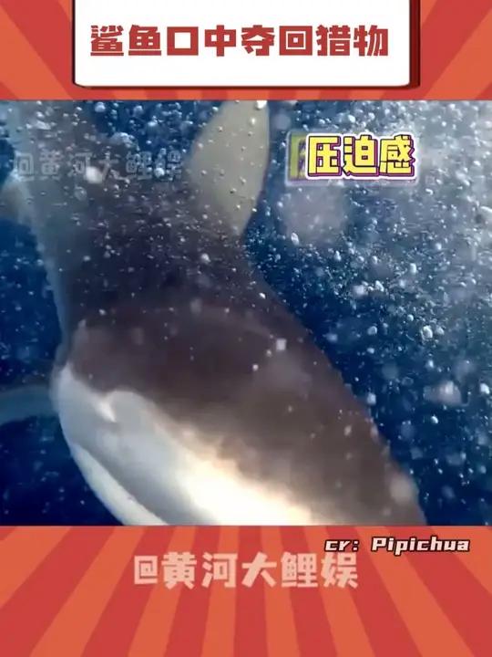 大白鲨拍的也没你这精彩啊(国外拍摄请勿模仿)