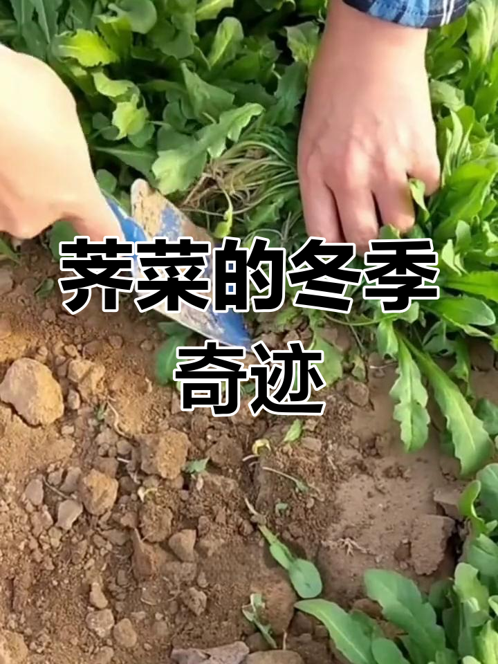 荠菜耐寒,秋冬种植不怕冻,春季继续收获美味