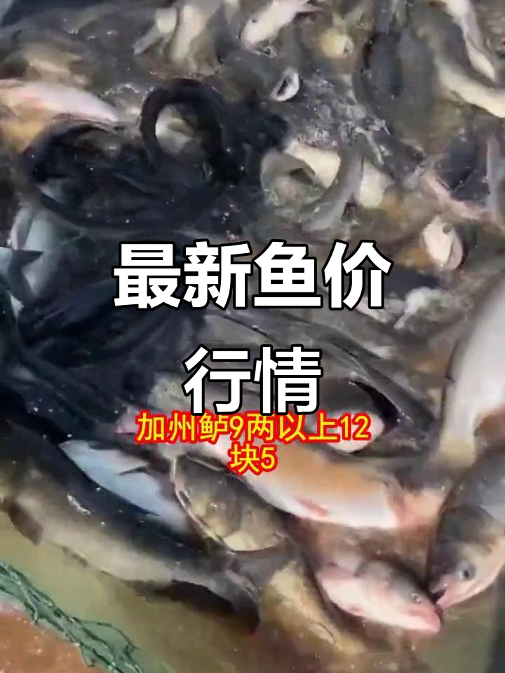 11月10日鱼价大揭秘,草鱼花鲢价格一览
