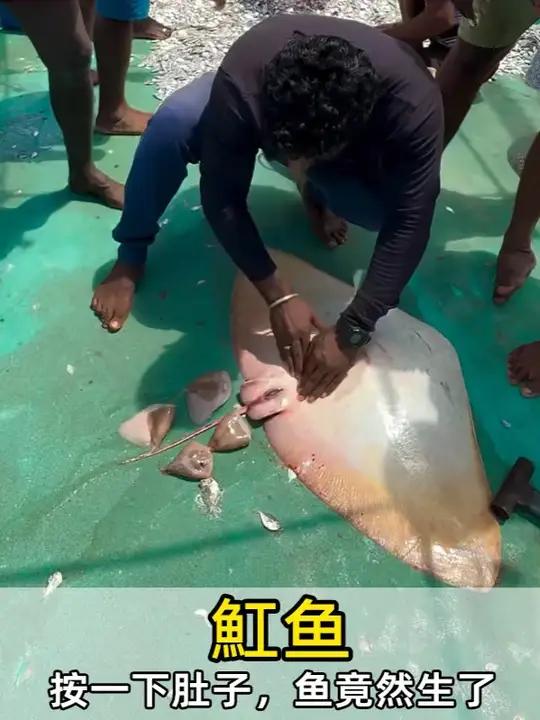 魟鱼：别乱摸，我会生的！