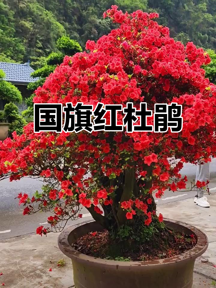 杜鹃花与国旗的美丽邂逅,红艳如火映照心扉