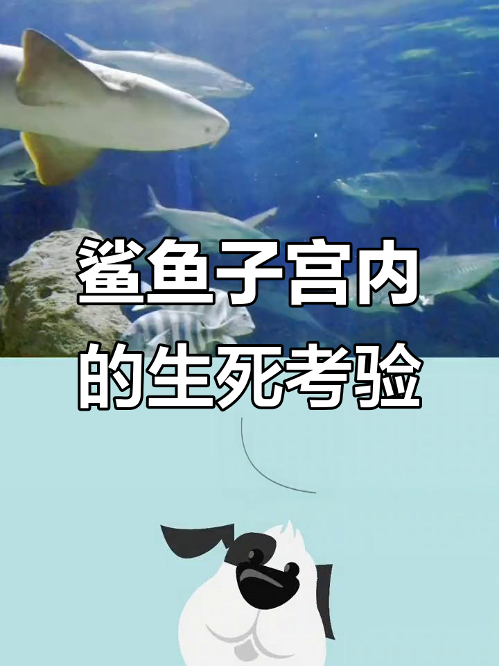 鲨鱼胚胎自相残杀,只为生存!