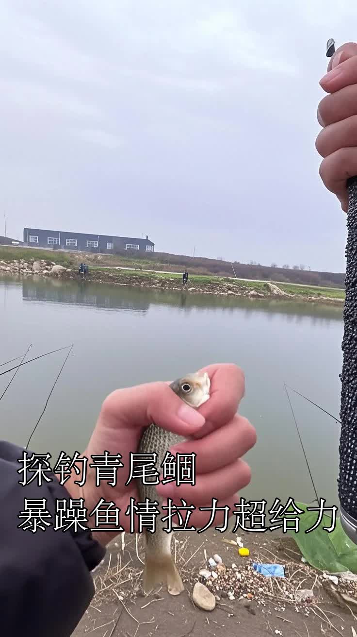 探钓青尾鲴，暴躁鱼情拉力超给力