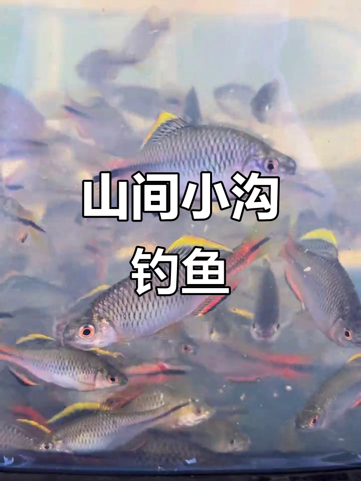 溪流钓鳑鮍，鱼情超美！