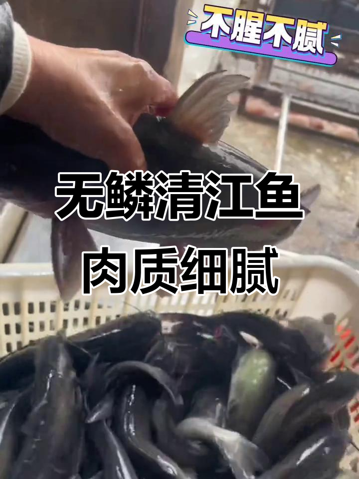 沈阳特产斑点叉尾鮰鱼,无鳞少刺肉质鲜嫩