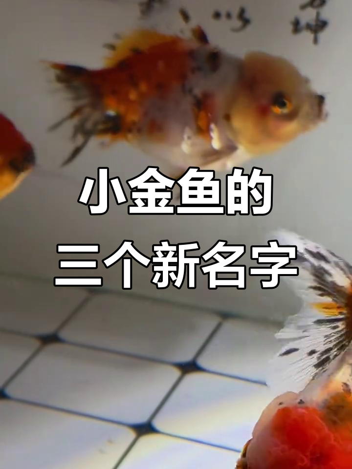 给三条小金鱼取名字,晶晶、花花和妞妞