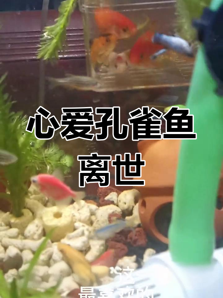 孔雀鱼被黄胡子咬死,尾巴消失心痛不已