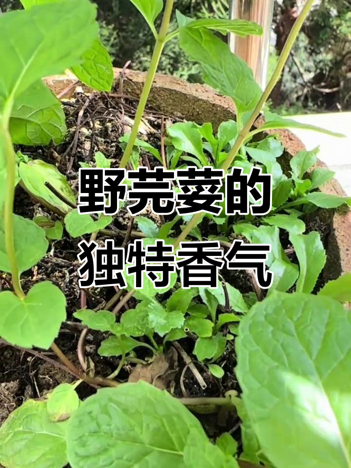 阳台种植，野芫荽香气扑鼻，比香菜更迷人！