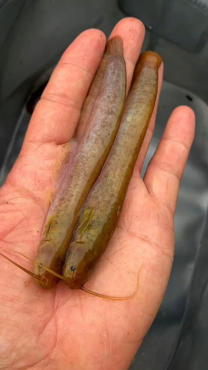 这些溪流鱼你认识几种