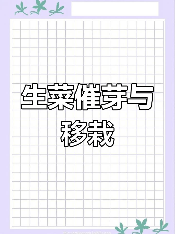 玻璃生菜催芽全攻略,轻松掌握移栽技巧