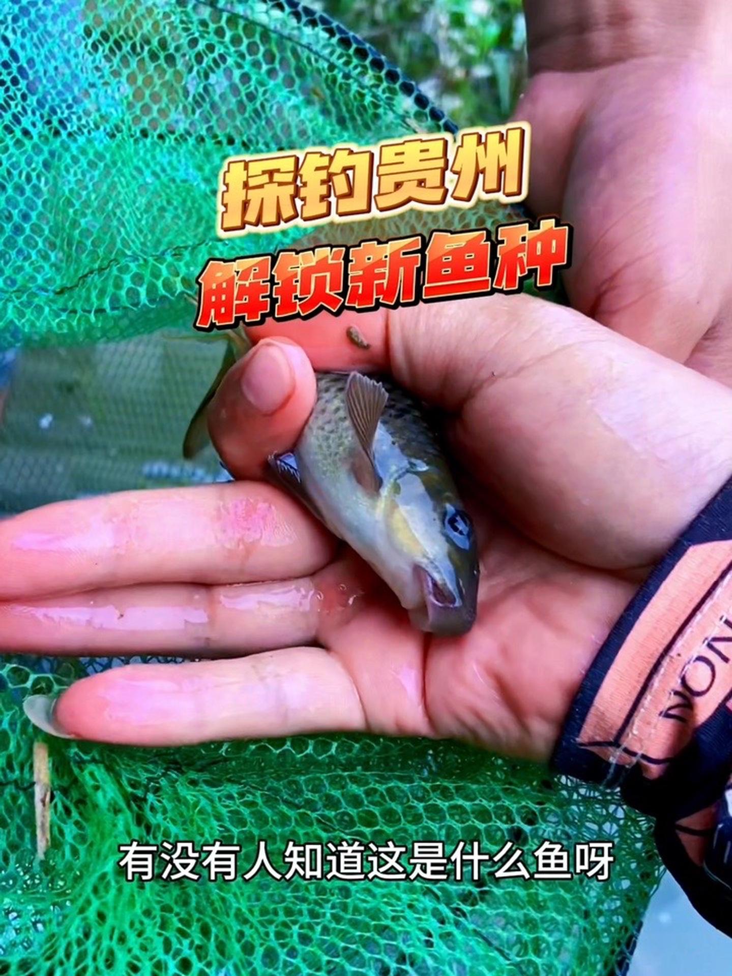 探钓贵州,解锁新鱼种,你知道这是什么鱼吗?户外钓鱼 荒野探钓 溪流钓 钓点