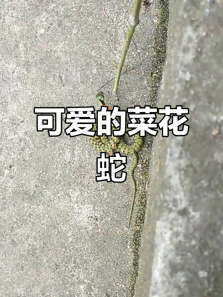 菜花蛇的奇妙相遇,梦中情猫般的可爱体验