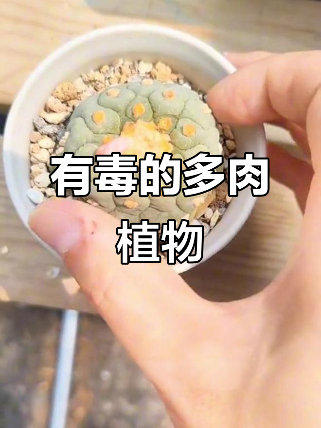 这些多肉植物有毒，家里有孩子的要注意！