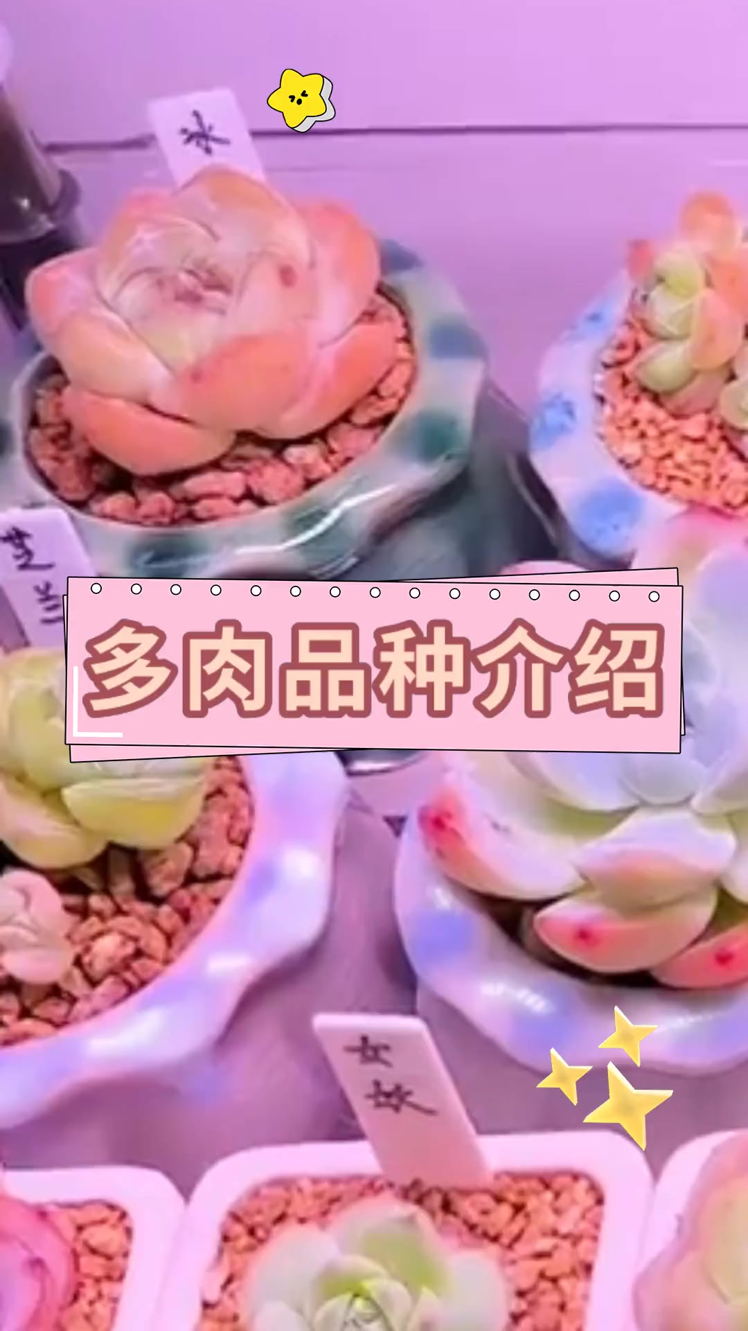 多肉品种介绍