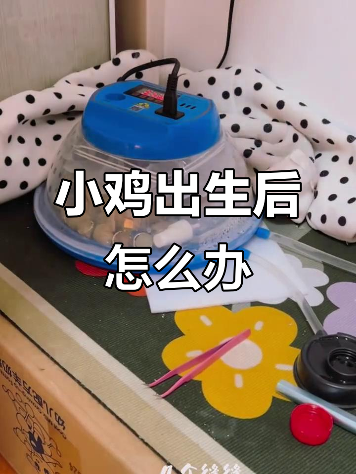 小鸡出壳后的第一件事，如何照顾它们？