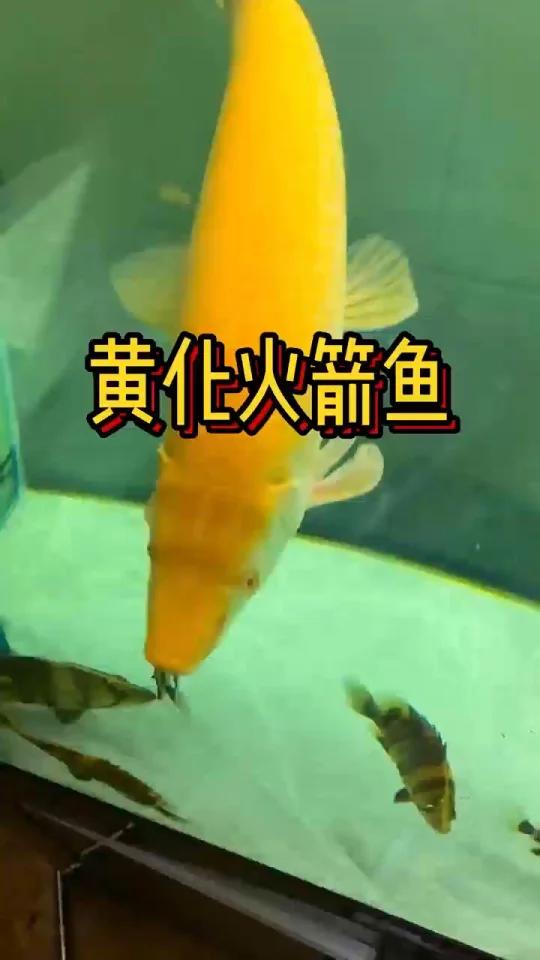 黄化火箭鱼