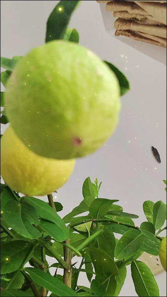 你愿意在家里养一颗柠檬树吗