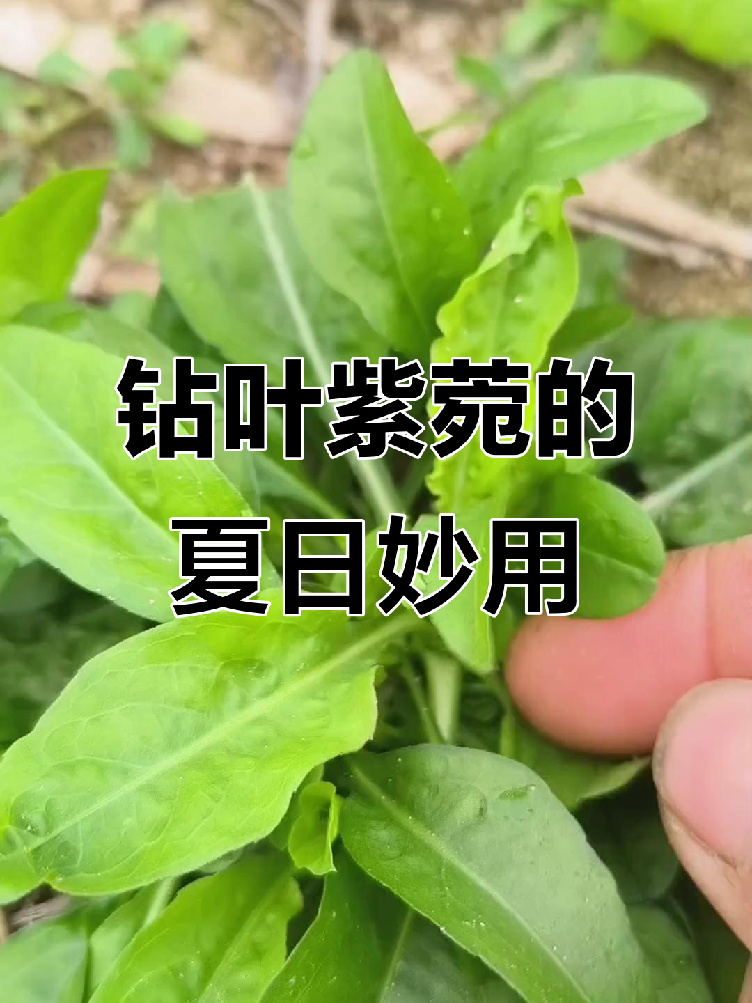 钻叶紫菀:一种常见野菜,夏季煮水喝有奇效
