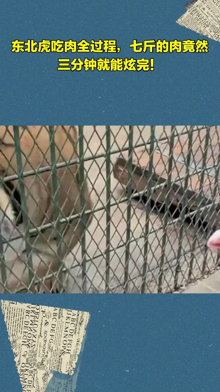 东北虎吃肉全过程,七斤的肉竟然三分钟就能炫完!