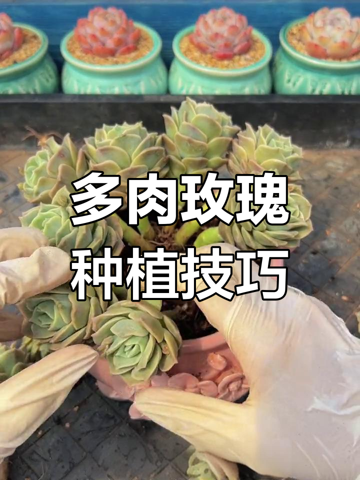 可爱玫瑰多肉种植全攻略
