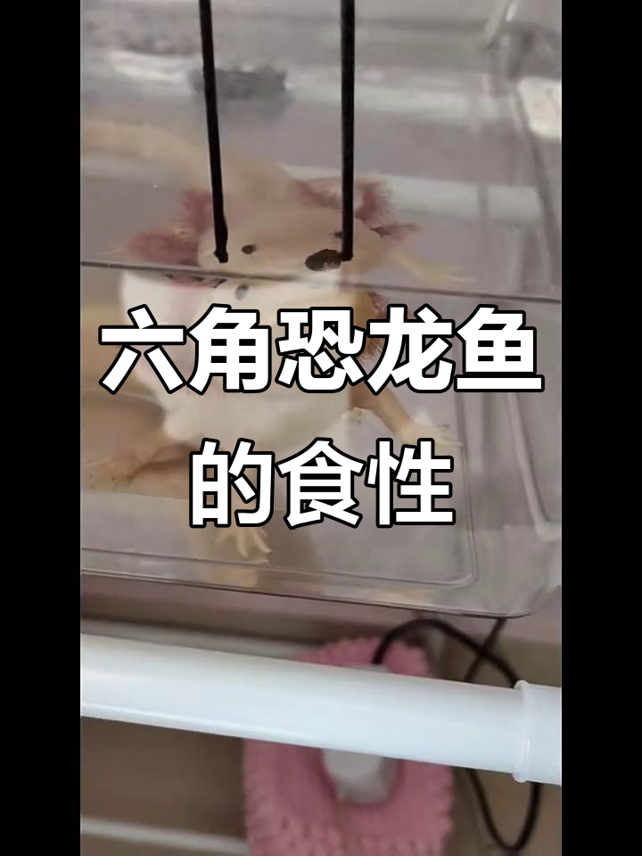 六角恐龙鱼吃什么?揭秘它们的饮食偏好