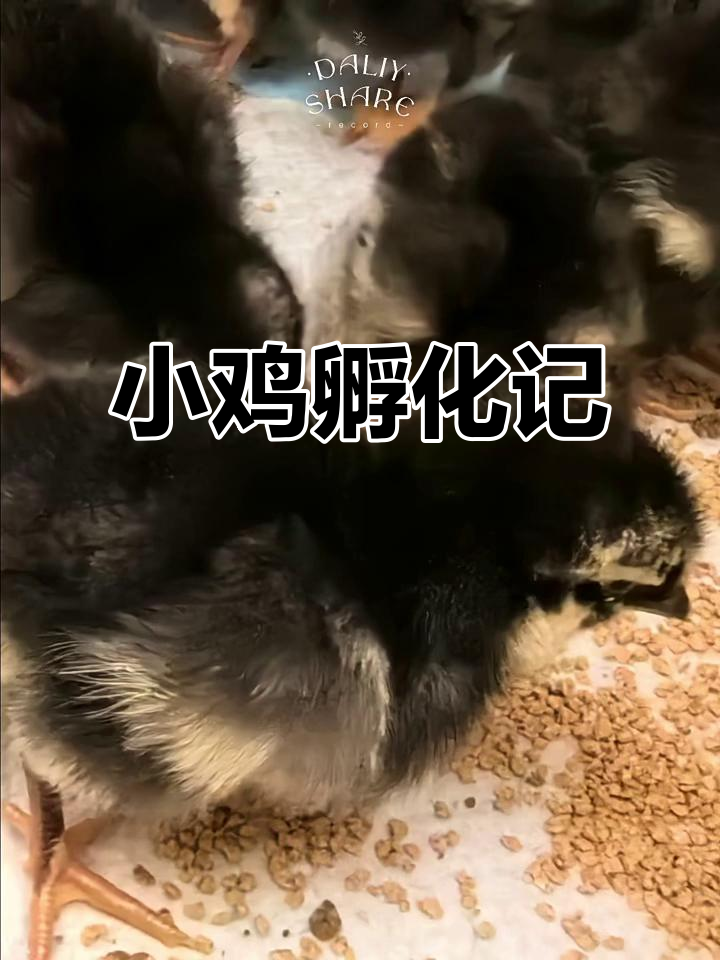 芦花鸡宝宝破壳,萌态十足,好奇探索新世界!