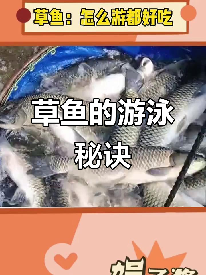 草鱼怎么游才能不被吃?从脆嫩到蒜瓣肉的转变