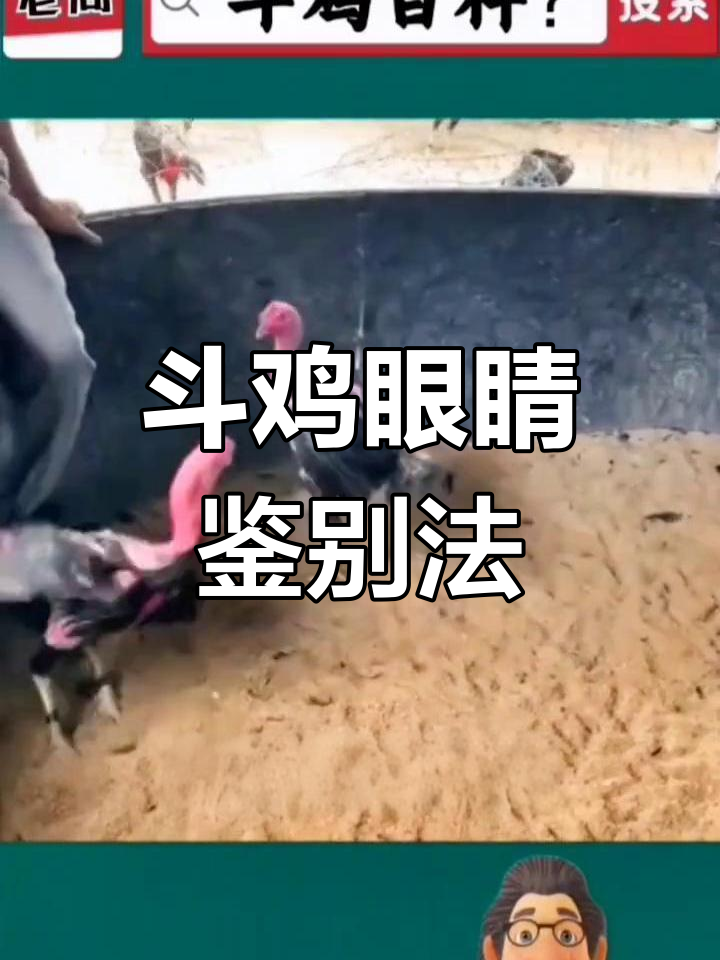 斗鸡眼部选择技巧:如何挑选优质眼型