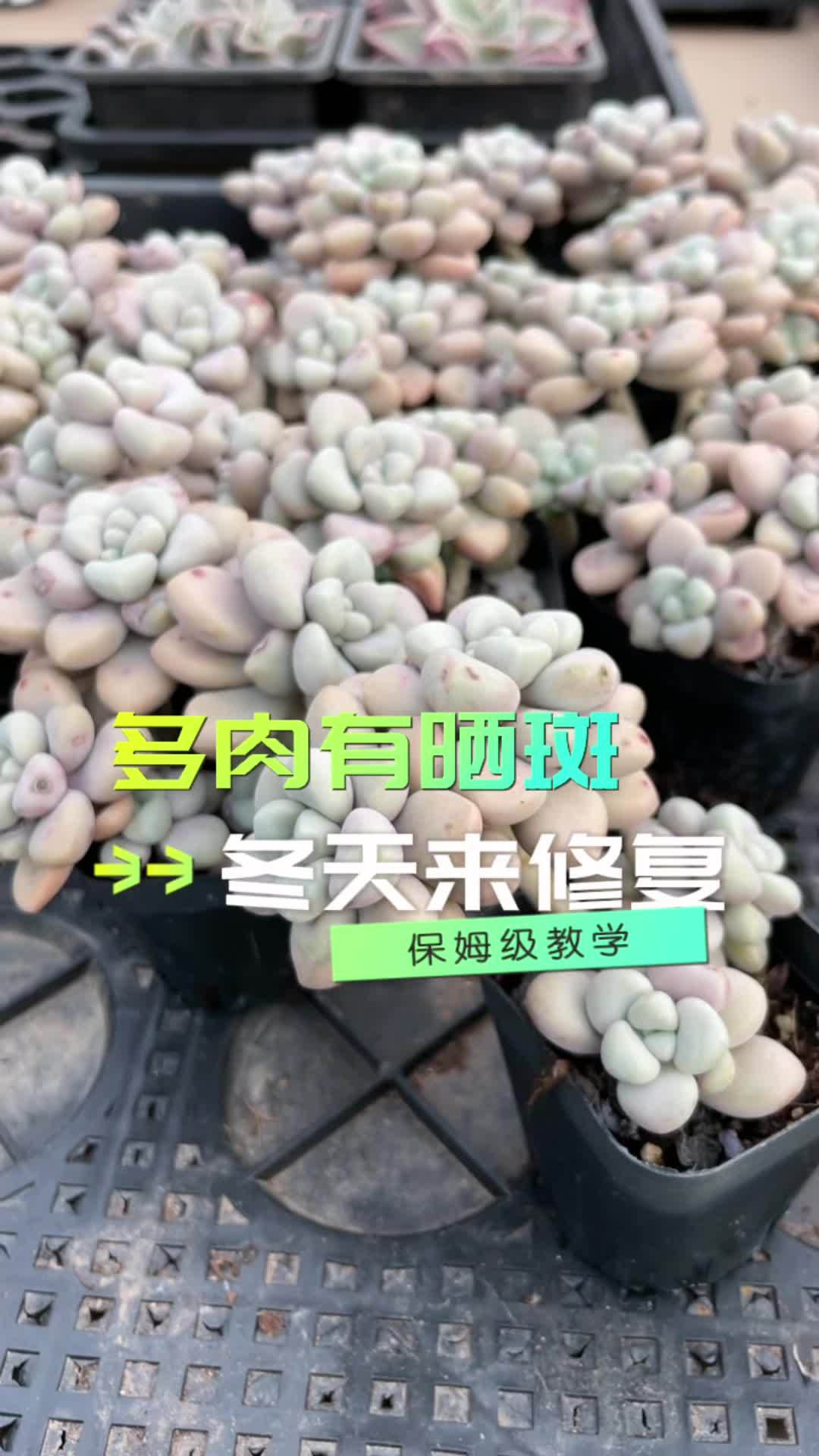 多肉叶片有晒斑，赶紧利用冬天这个时间来让它快速修复 多肉植物 多肉直播 肉肉的世界 花卉绿