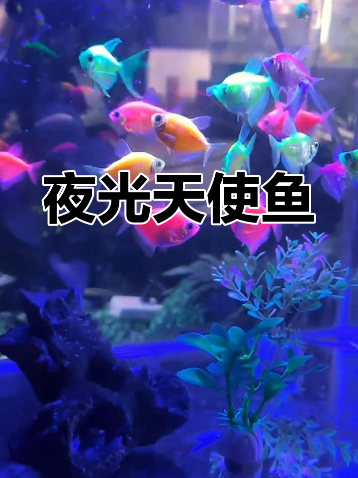 天使鱼:基因编辑的荧光奇迹,夜晚也能发光