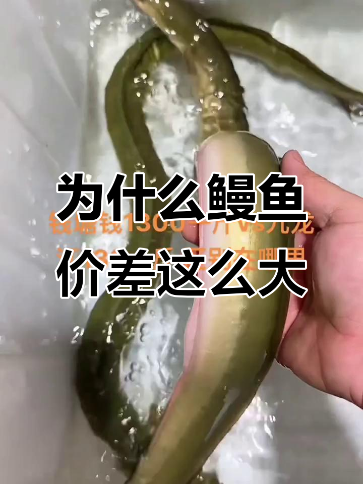 钱塘江野生鳗鱼为何价格差距如此大?