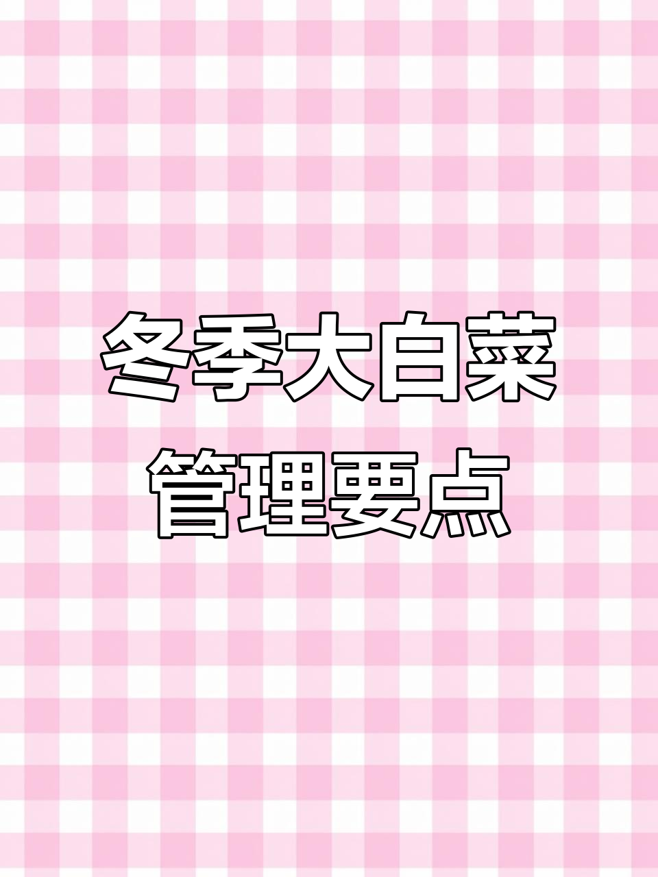立冬前后大白菜管理技巧,保温防冻提高产量