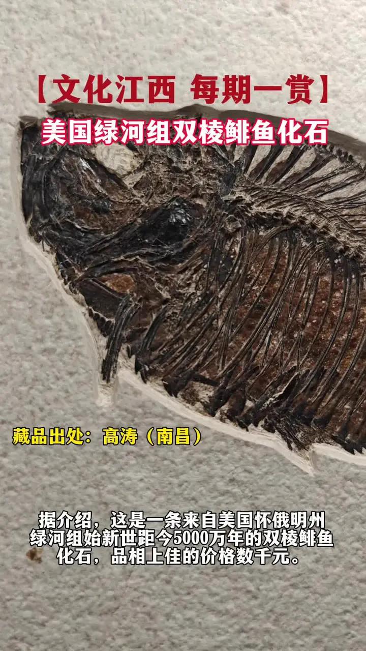 文化江西 每期一赏,美国绿河组双棱鲱鱼化石