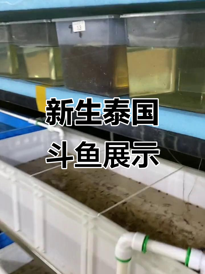 泰国斗鱼新生宝宝大揭秘,超萌奶牛青花和婚纱大耳朵来啦!