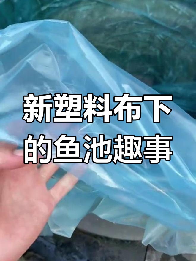 鱼池换新布,牛蛙泥鳅嬉戏其中